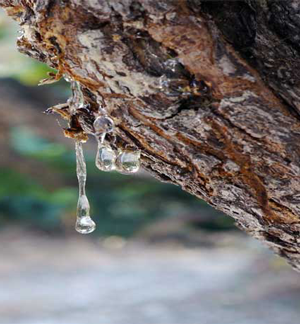 mastic image